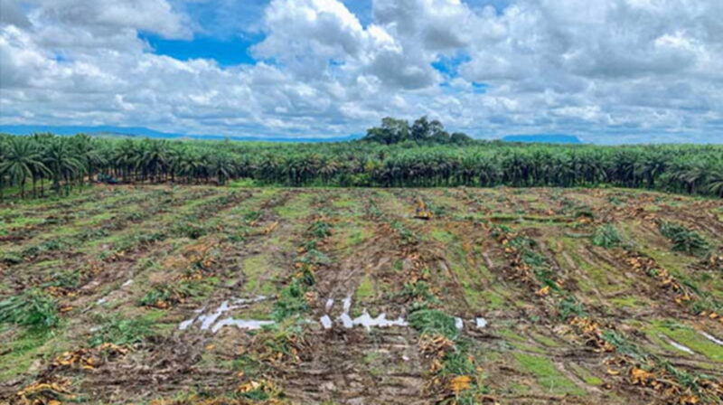 Replanting perkebunan kelapa sawit | foto : infosawit