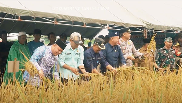 Panen raya padi di Kecamatan Rantau Rasau, Kamis | ran