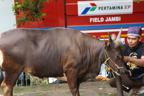 Sapi kurban Pertamina EP Jambi | phr