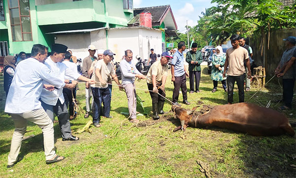 DPW PKB Provinis Jambi berkurban tiga ekor sapi pada Hari Raya Idul Adha 1446 Hijriah | ah