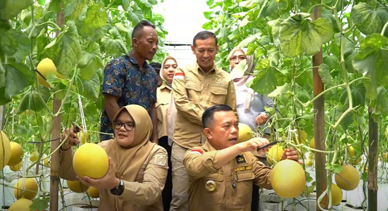 Bupati Tanjabtim, Dillah Hikmah Sari, dan Gubernur Jambi, Al Haris, melakukan panen perdana melon premium, di Desa Trimulya Kecamatan Rantau Rasau, Sabtu | dia