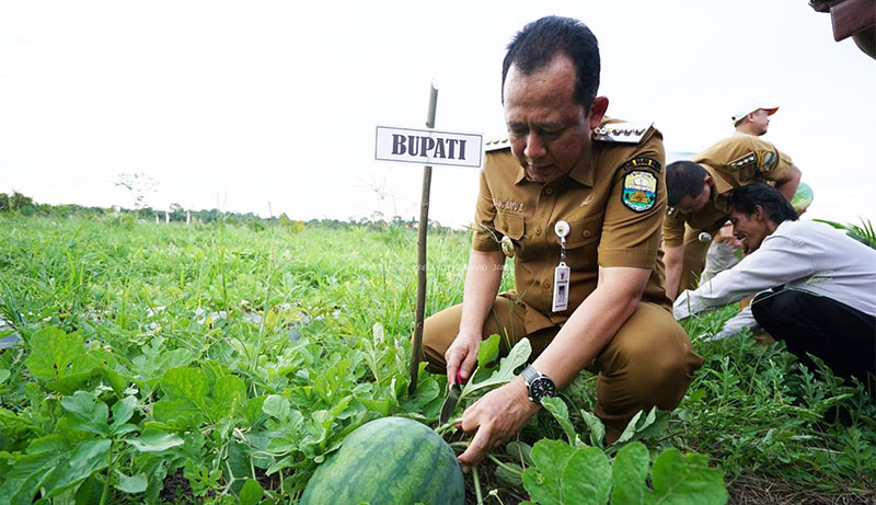 Bupati Muaro Jambi, Bambang Bayu Suseno, panen perdana buah semangka, di Desa Parit, Senin | dki-mj