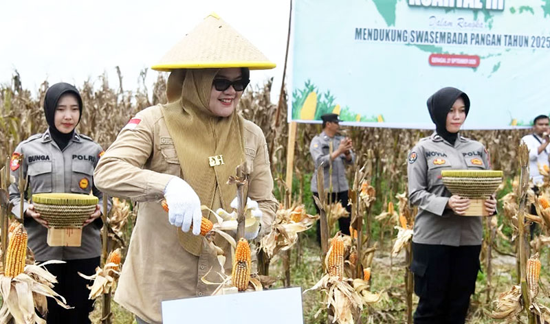 Bupati Tanjabtim, Dillah Hikmah Sari, panen jagung di Desa Sukamaju, Geragai, Sabtu | dki-tjt