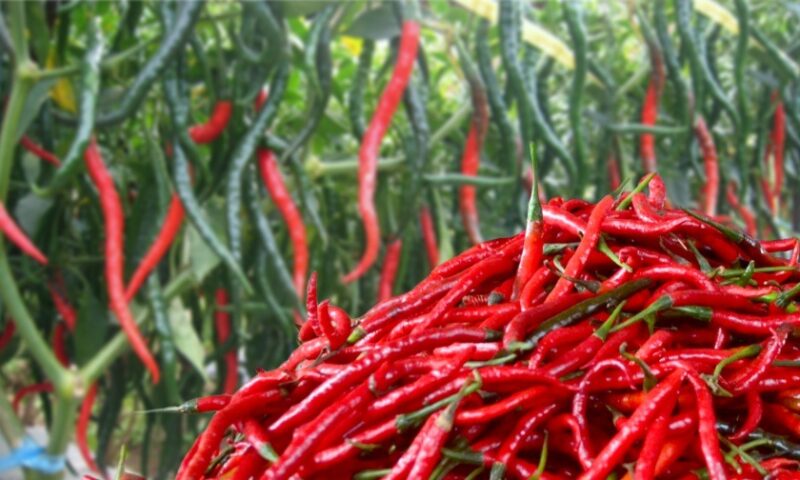 Ilustrasi | foto: bumikita.id